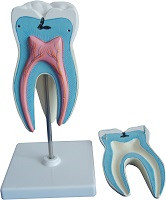 tooth model ()